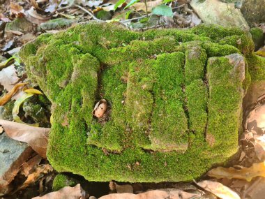 Yosun kaplı bir taş, doğada sessizce dinleniyor, toprak dokusunu, sakin atmosferi, ve zamanın güzelliğini ve doğal, rahatsız edilmemiş bir ortamda büyümesini gösteriyor..