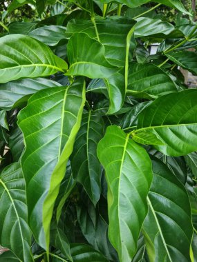 Yeşil yaprak dokusu, arka plan veya eko-temalı tasarım için doğal desenleri, damarları ve canlı yaprakları göstererek yakından görüntülendi.