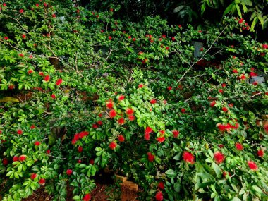 Green plant with numerous red pistils emerging from flower buds. Close-up view highlighting vivid contrast of reproductive structures in natural setting