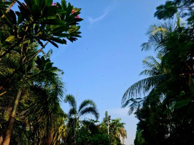 Yeşil ağaçlar arasında mavi gökyüzünde uçan kırlangıçlar, tropikal ortamda doğal kuş hareketlerini yakalar..