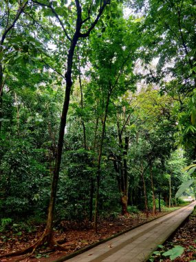 Yapay yeşil ormandan geçen yol, yemyeşil ağaçlar ve yapraklarla çevrili, doğa yürüyüşü, eko park ya da kentsel bahçe konsepti için mükemmel..