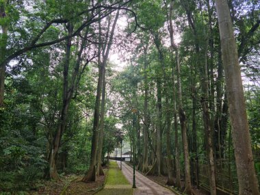 Yapay yeşil ormandan geçen yol, yemyeşil ağaçlar ve yapraklarla çevrili, doğa yürüyüşü, eko park ya da kentsel bahçe konsepti için mükemmel..