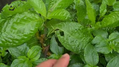 Patlayan kapsül bitkisi, su, eğlence ve eşsiz tropikal bitki reaksiyonu ile patlayan tohumlarıyla tanınıyor..