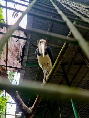 Tongtong leyleği yapay yaşam alanının içinde duruyor. Etrafı su ve bitkilerle çevrili. Hayvanat bahçesinde, gün ışığında..