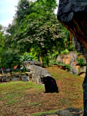 Hayvanat bahçesindeki çimlerin üzerinde oturan siyah ayı, gün ışığında doğal bir esir ortamında rahat bir duruş sergiliyor..