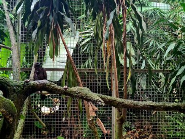 Kara kartal keskin bakışlar ve koyu tüylerle tünemiş, açık havada gün ışığında güçlü bir yırtıcı kuş görüntüsü veriyor..