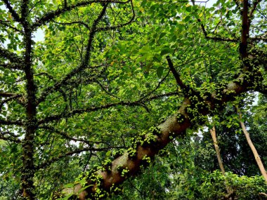 Küçük, yuvarlak, yeşil meyvelerle dolu ağaç, yaprakların arasında gün ışığında toplanmış, taze ve sağlıklı meyve veren dallar göstermektedir..