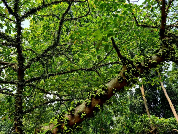 Küçük, yuvarlak, yeşil meyvelerle dolu ağaç, yaprakların arasında gün ışığında toplanmış, taze ve sağlıklı meyve veren dallar göstermektedir..