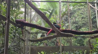 Ağaç dalına tünemiş renkli bir papağan canlı tüyler, kavisli gagalar ve doğal bir doğa ortamında tropikal güzellikleri gösteriyor..