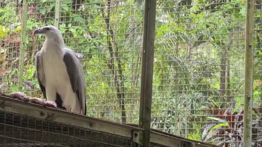 Beyaz karınlı deniz kartalı dikkatli bir şekilde yerde yiyor. Keskin gözleriyle çevreyi tarıyor. Doğal ortamdaki yırtıcı hayvan davranışlarını gösteriyor..