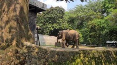 Hayvanat bahçesinin içindeki fil, çitin yanında duruyor. Büyük gövdesi ve dişleri doğal gün ışığı altında geniş bir yaşam alanında görülebiliyor..