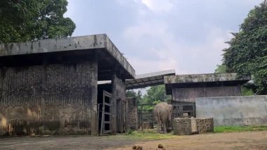 Hayvanat bahçesinin içindeki fil, çitin yanında duruyor. Büyük gövdesi ve dişleri doğal gün ışığı altında geniş bir yaşam alanında görülebiliyor..