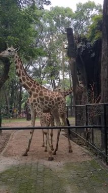 Zürafa hayvanat bahçesinin içinde, çitin yanında duruyor. Uzun boynu ve benekli bedeni gün ışığında geniş bir yaşam alanında..