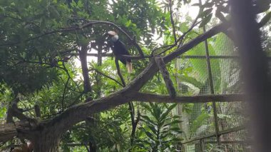 Ağaç dalına tünemiş çelenkli boynuz gagası, gün ışığında doğal yaşam ortamında canlı gaga ve tüyleri gösteriyor..