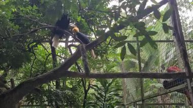 Ağaç dalına tünemiş çelenkli boynuz gagası, gün ışığında doğal yaşam ortamında canlı gaga ve tüyleri gösteriyor..