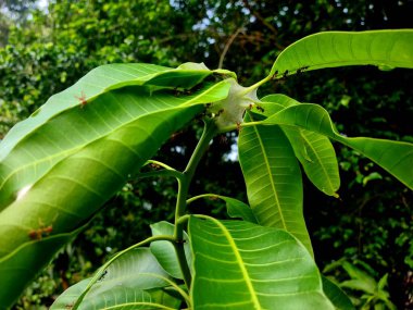 Weaver karınca yuvası, yeşil yaprakların üzerine örülmüş örümcek ağı gibi, tropikal ortamda eşsiz doğal desenler ve böcek kolonisi davranışları sergiliyor..