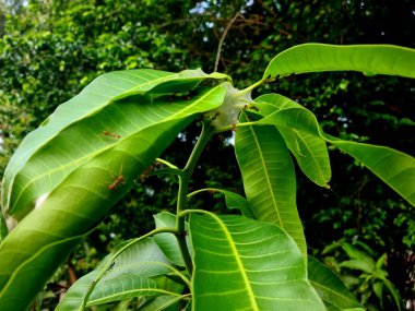 Weaver karınca yuvası, yeşil yaprakların üzerine örülmüş örümcek ağı gibi, tropikal ortamda eşsiz doğal desenler ve böcek kolonisi davranışları sergiliyor..