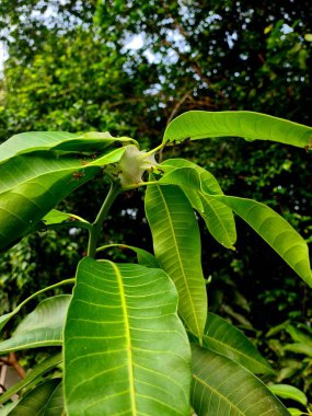Weaver karınca yuvası, yeşil yaprakların üzerine örülmüş örümcek ağı gibi, tropikal ortamda eşsiz doğal desenler ve böcek kolonisi davranışları sergiliyor..