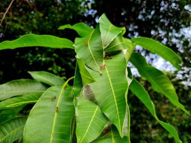 Weaver karınca yuvası, yeşil yaprakların üzerine örülmüş örümcek ağı gibi, tropikal ortamda eşsiz doğal desenler ve böcek kolonisi davranışları sergiliyor..