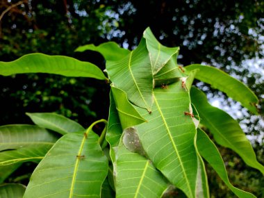 Weaver karınca yuvası, yeşil yaprakların üzerine örülmüş örümcek ağı gibi, tropikal ortamda eşsiz doğal desenler ve böcek kolonisi davranışları sergiliyor..