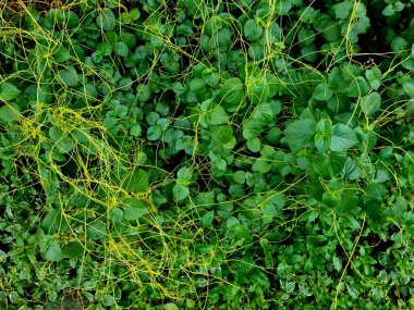 İnce sarı bitki lifleriyle kaplı yeşil yapraklar botanik, arka plan veya organik stok içeriği için mükemmel doğal bir doku oluşturuyor..