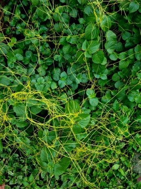 İnce sarı bitki lifleriyle kaplı yeşil yapraklar botanik, arka plan veya organik stok içeriği için mükemmel doğal bir doku oluşturuyor..