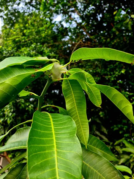 Weaver karınca yuvası, yeşil yaprakların üzerine örülmüş örümcek ağı gibi, tropikal ortamda eşsiz doğal desenler ve böcek kolonisi davranışları sergiliyor..