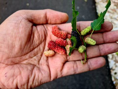 El ele tutuşmuş taze yaban mersinleri. Hasat, organik gıda, sağlıklı yaşam tarzı ve meyve yetiştiriciliği temaları için mükemmel..