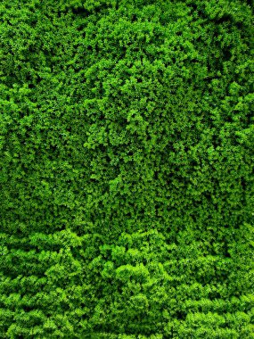 Duvardaki çimenler doğal yeşil doku yaratır. Eko arka plan, bahçe tasarımı ya da doğa temalı duvar fotoğrafçılığı için mükemmel..