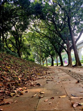 Yaya yolu kurumuş yapraklarla kaplı. Sonbahar yürüyüşü sahnesi doğal zemin dokusunu, mevsimsel değişimi ve açık hava atmosferini gösteriyor..