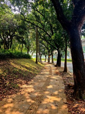 Yaya yolu kurumuş yapraklarla kaplı. Sonbahar yürüyüşü sahnesi doğal zemin dokusunu, mevsimsel değişimi ve açık hava atmosferini gösteriyor..
