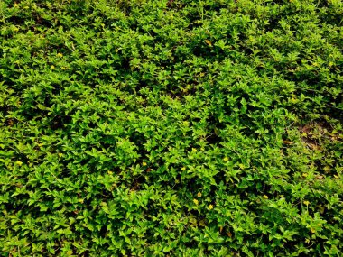 Yeşil yaprak desenli bitki dokusu. Doğal yüzey detayı arka plan, eko tasarım veya organik konsept görsel için idealdir..