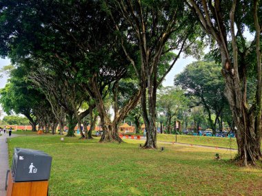 Yeşil çimenli ve uzun ağaçlı bir park bahçesi. Sakin bir ortamda rahatlamak, yürümek ve temiz havanın tadını çıkarmak için doğal alan ideal..