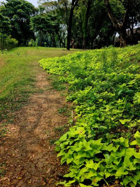Parlak yapraklı yeşil bitki çevre manzarayla doğal olarak harmanlanır, eko, botanik ve açık hava temaları için mükemmel bir doğa arka planı..
