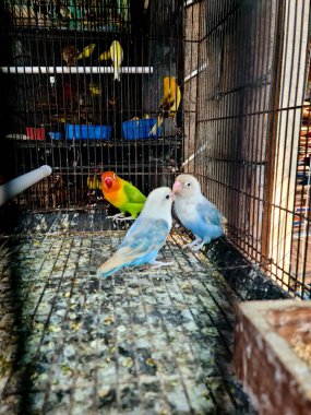 Parlak tüylü bir kuş kafesinin içinde oturan renkli papağan, evcil hayvan, kuş ve tropikal vahşi yaşam temaları için ideal..