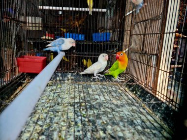 Parlak tüylü bir kuş kafesinin içinde oturan renkli papağan, evcil hayvan, kuş ve tropikal vahşi yaşam temaları için ideal..