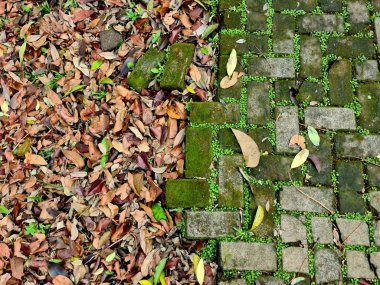 Kuru kahverengi yapraklar, yosunlu yeşil beton yaya bloklarıyla çelişiyor..