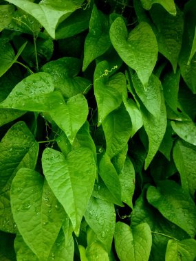 Yağmur damlacıkları ile genç yeşil kalp şeklinde yaprak, doğa için mükemmel, botanik ve tazelik temalı