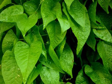 Yağmur damlacıkları ile genç yeşil kalp şeklinde yaprak, doğa için mükemmel, botanik ve tazelik temalı