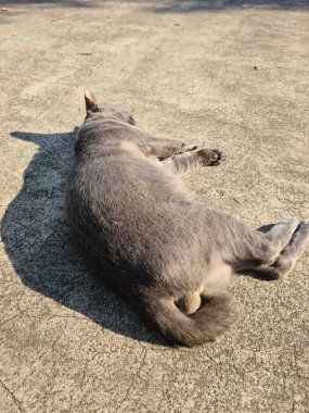 Gri kedi beton zeminde ölü ya da diri yatıyor.