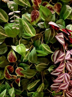 Dekorasyon için duvara yapay bitkiler monte edildi, yeşil yapraklar iç ve ev dekorasyonu için dikey bahçe tasarımı olarak düzenlendi.