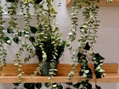 Dekorasyon için duvara yapay bitkiler monte edildi, yeşil yapraklar iç ve ev dekorasyonu için dikey bahçe tasarımı olarak düzenlendi.