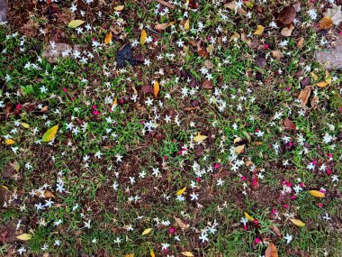 Kuru yapraklı ot ve toprak ve yere düşen bir sürü beyaz çiçek, yeşil ortamda doğal doğa dokusu..