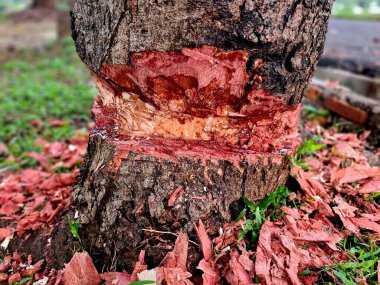 Büyük ağaç gövdesi yarı yarıya kesilmiş, kırmızı ve beyaz iç ahşabı gösteriyor, doğal ağaç gövdesi detaylarıyla korunmasız Kambiyum ve kabuk dokusu..