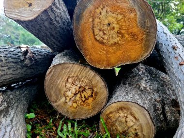 Ağaç kütükleri ağaç kesiminden sonra istiflenmiş, orman ve yakacak odun kullanımı için düzenlenmiş ağaç gövdelerini gösteriyor.
