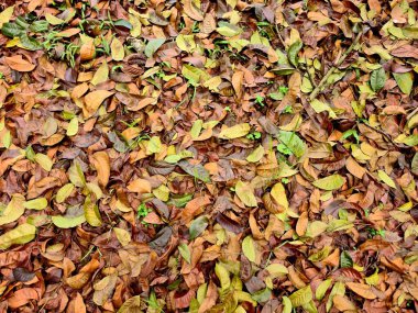 Kuru yapraklar yere yığılır, sonbahar yeşillik dokusu doğa, çevre ve mevsimsel tasarım için arka plan.