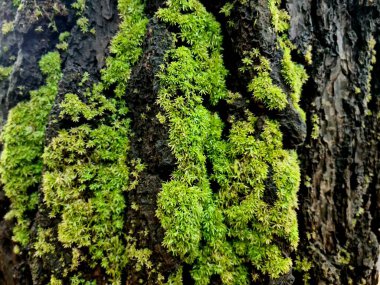 Büyük ağaç kabuğunda büyüyen yosun dokusu, arka plan, orman doğası ve organik yüzey tasarımı için doğal yeşil detay..