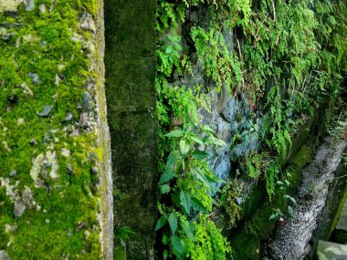 Duvarda asılı yeşil eğreltiotu yaprakları, tropikal bitki, bahçe ve doğa tasarım elementleri için doğal bitki örtüsü arka planı.