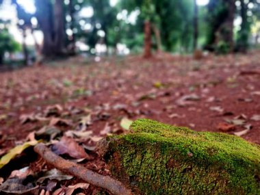 Yosun, doğa dokusu, ekoloji temaları ve çevre tasarım projeleri için mükemmel olan doğal bokeh arka planlı taşı kaplamıştı..