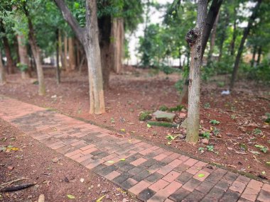 Yapay şehir ormanının içindeki yaya yolu yeşil ağaçlarla çevrili doğal şehir parkı manzarası..